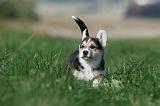 CORGI PEMBROKE 1105